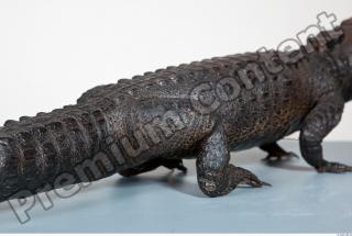 Crocodile body photo reference 0093